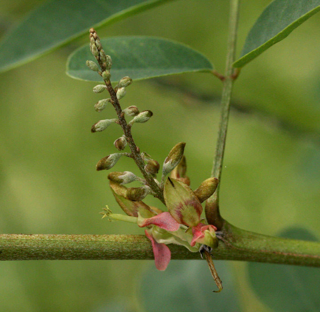 Image of Indigofera tinctoria subsp. arcuata (J. B. Gillett) Schrire