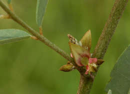 Image of Indigofera tinctoria subsp. arcuata (J. B. Gillett) Schrire
