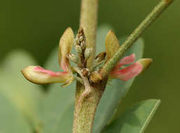 Image of Indigofera tinctoria subsp. arcuata (J. B. Gillett) Schrire