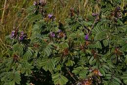 Image de Tephrosia aequilata Baker