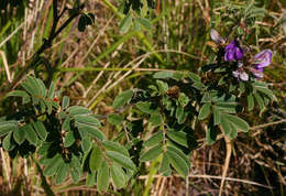 Image of Tephrosia aequilata Baker