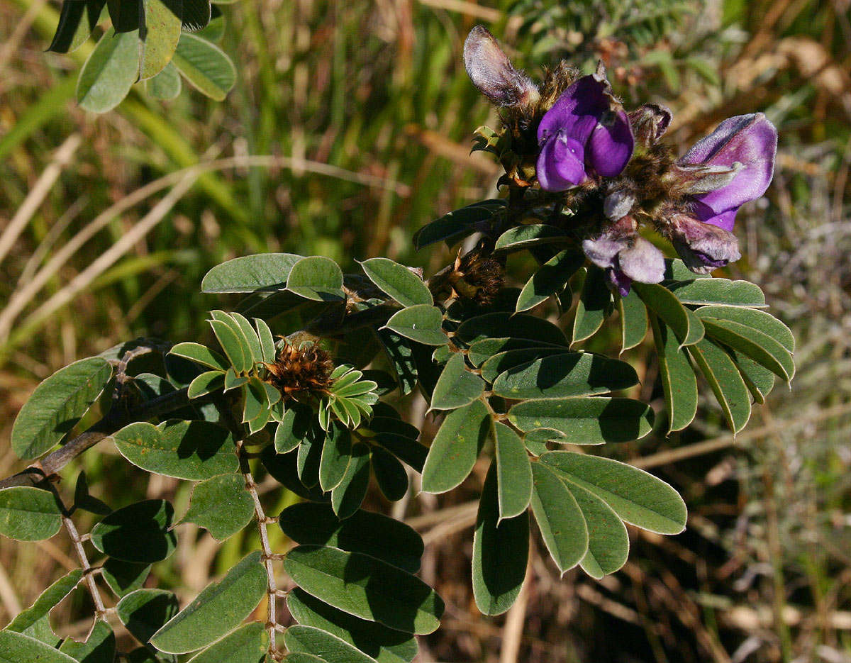 Tephrosia aequilata Baker resmi