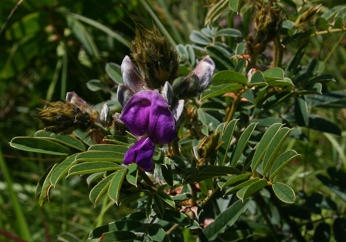 Image of Tephrosia aequilata Baker