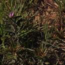 Image of Tephrosia dasyphylla subsp. dasyphylla