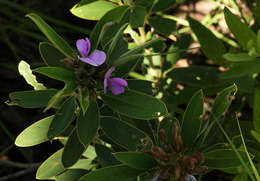 Image of Tephrosia dasyphylla Baker