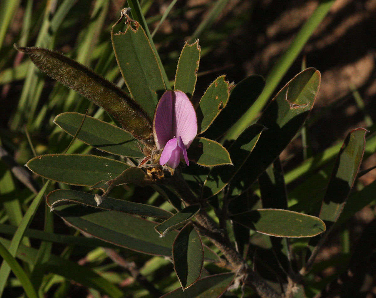 Image of Tephrosia dasyphylla Baker