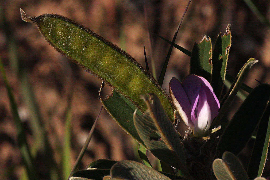 Image of Tephrosia dasyphylla Baker