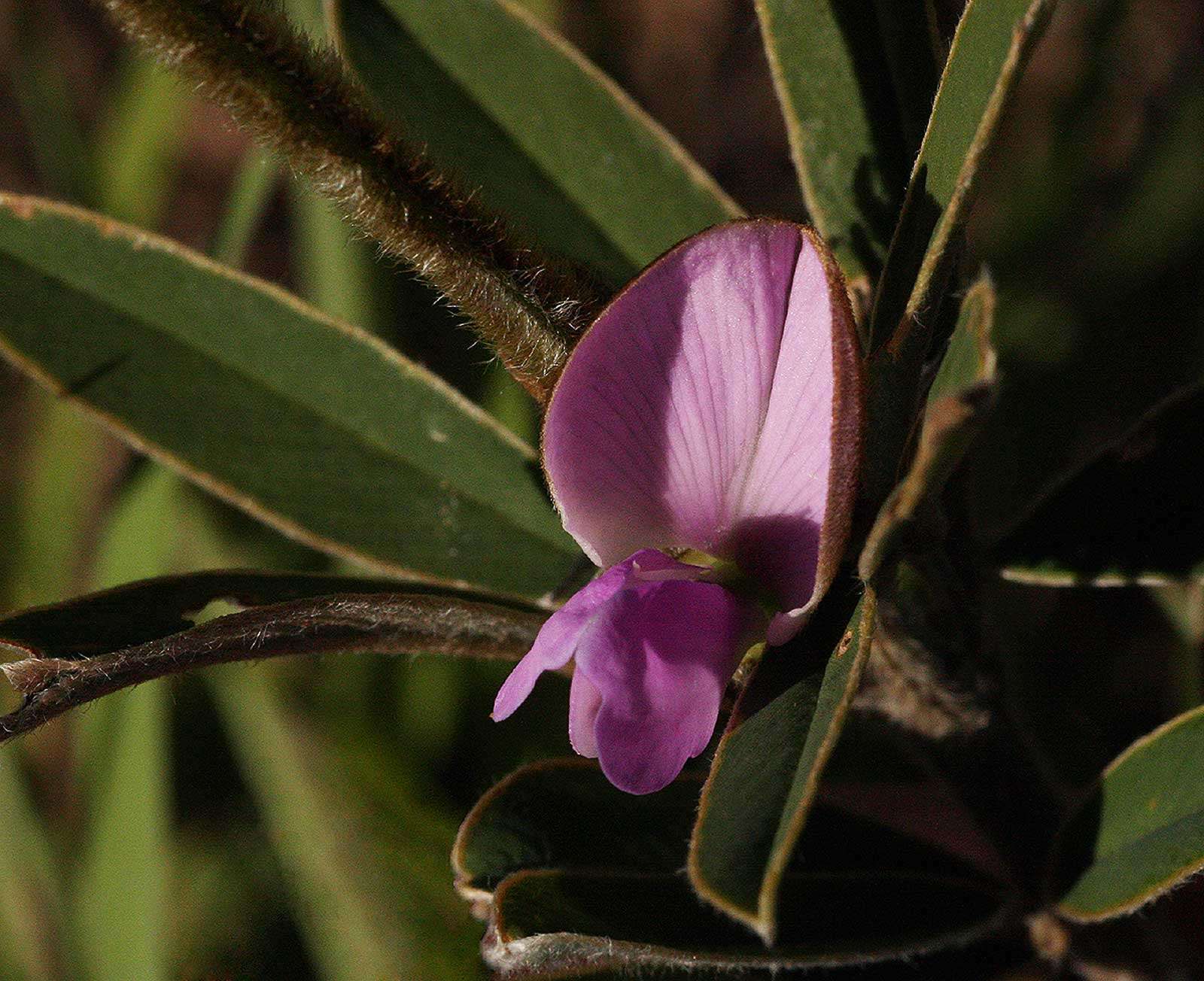 Image de Tephrosia dasyphylla Baker