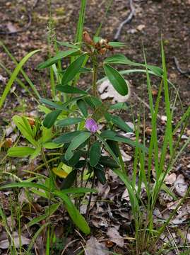 Image of Tephrosia dasyphylla Baker