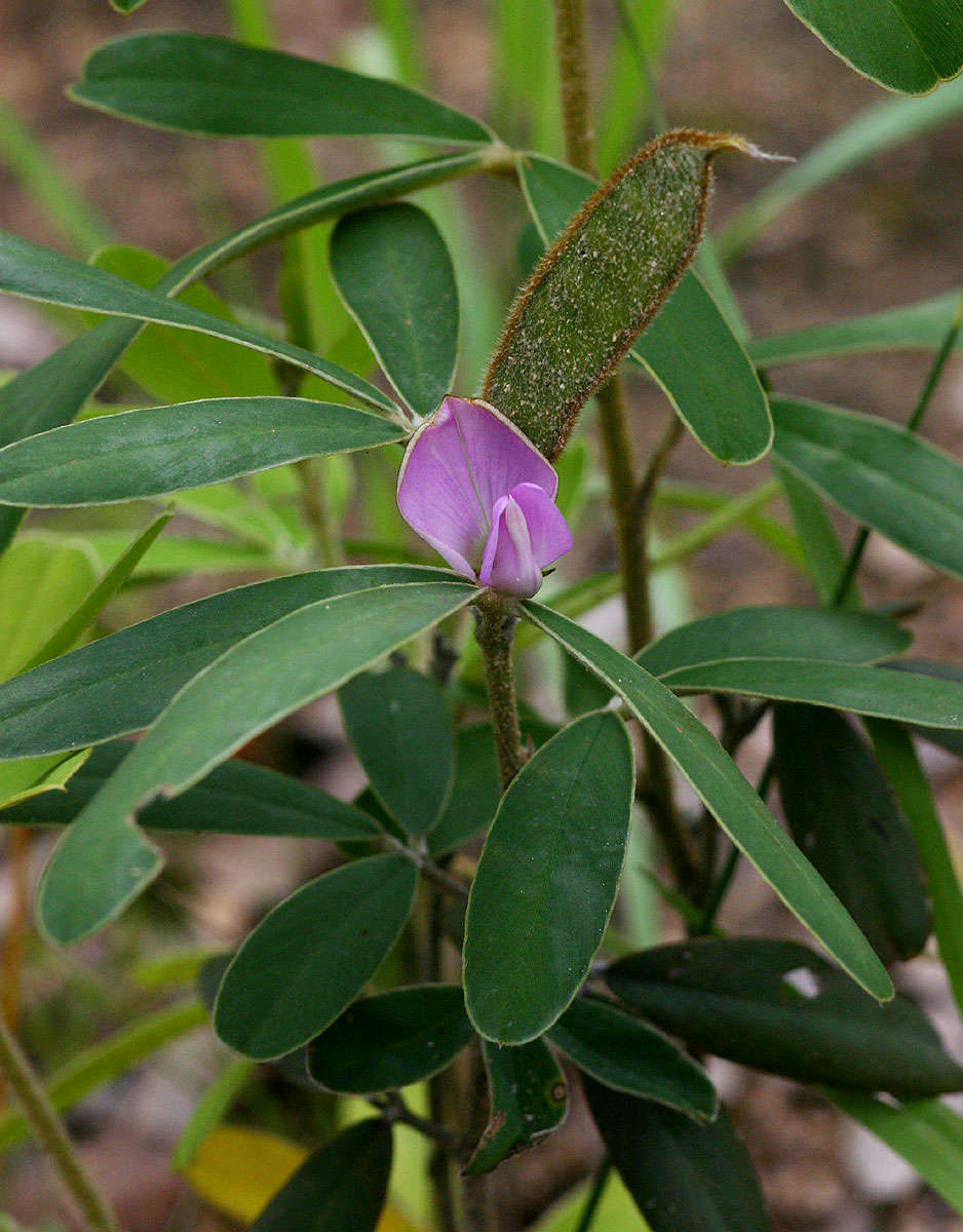 Image of Tephrosia dasyphylla Baker
