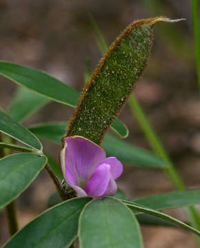 Image of Tephrosia dasyphylla Baker