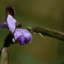 Image of Tephrosia elata var. elata