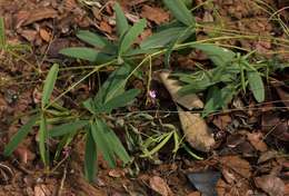 Image of Tephrosia lupinifolia DC.