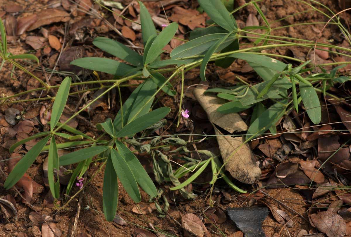 Image of Tephrosia lupinifolia DC.