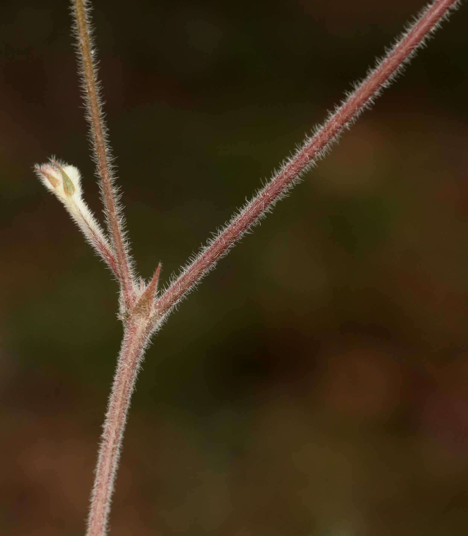 Image of Tephrosia lupinifolia DC.