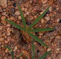 Image of Tephrosia lupinifolia DC.