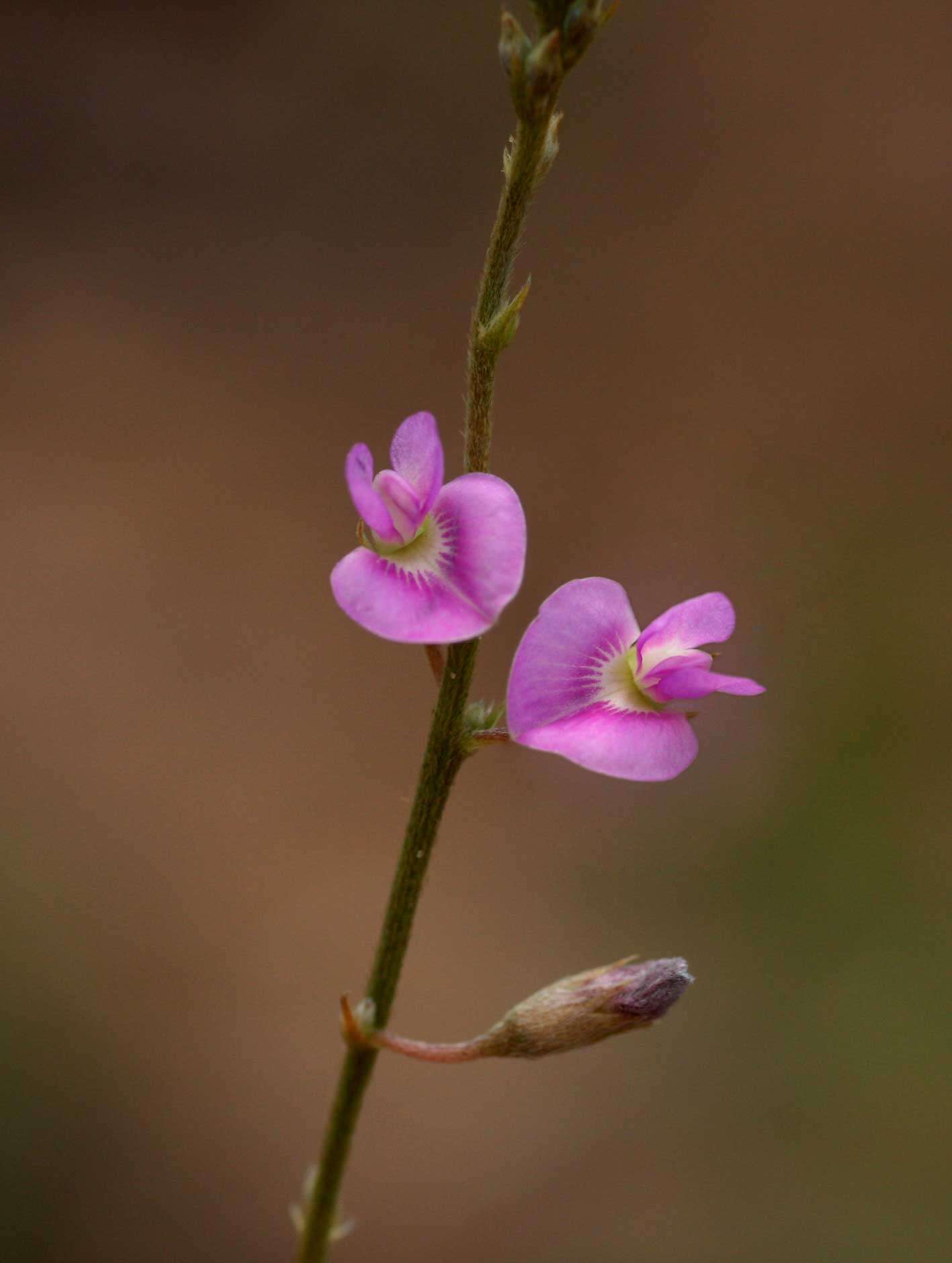 Image of Tephrosia lupinifolia DC.