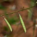 Imagem de Tephrosia lupinifolia DC.