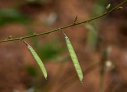 Image of Tephrosia lupinifolia DC.