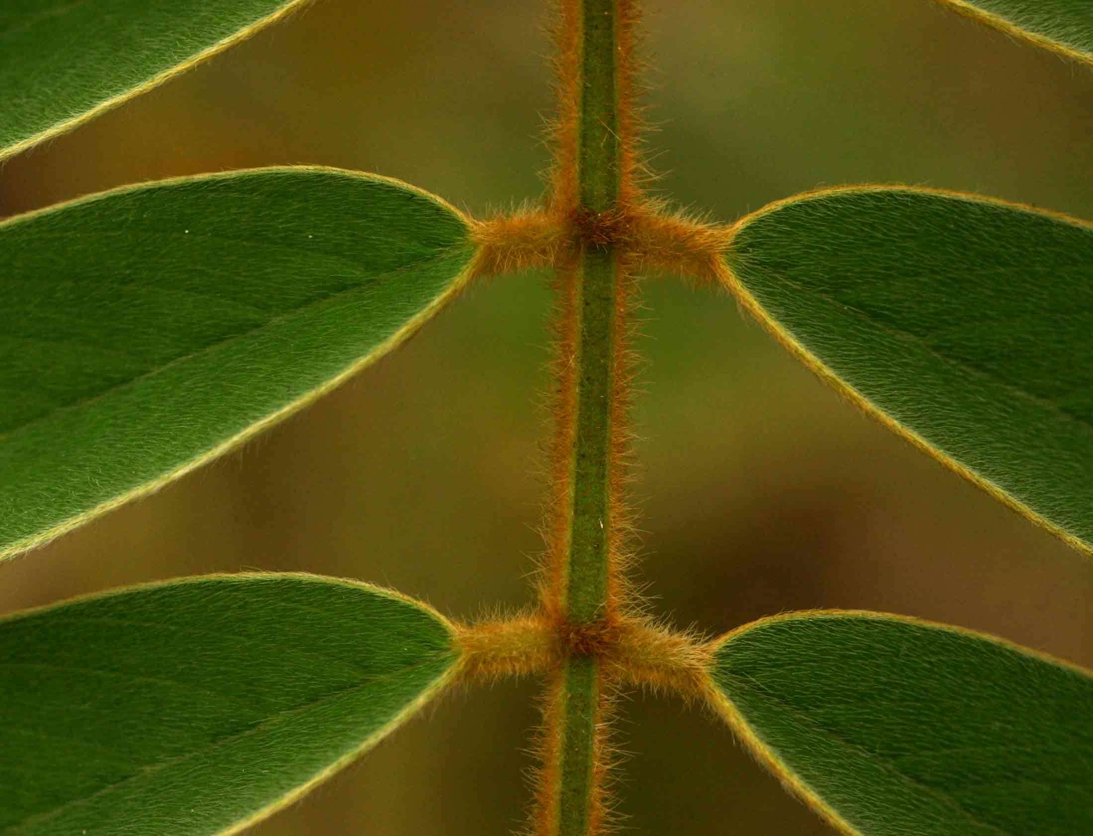 Image of Vogel's tephrosia