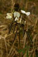 Слика од Tephrosia vogelii Hook. fil.