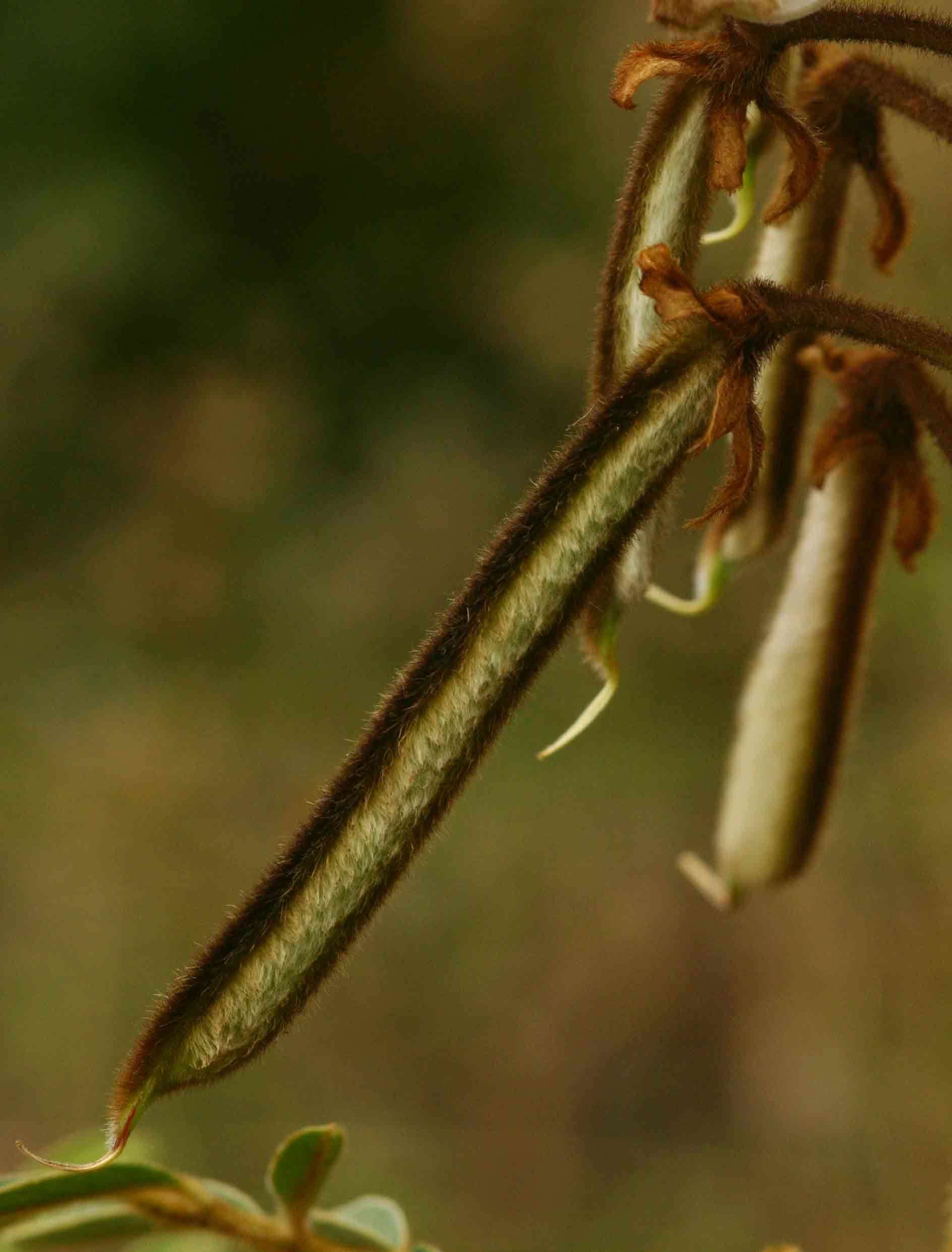 Image of Vogel's tephrosia