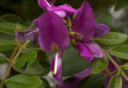 Image of Mundulea