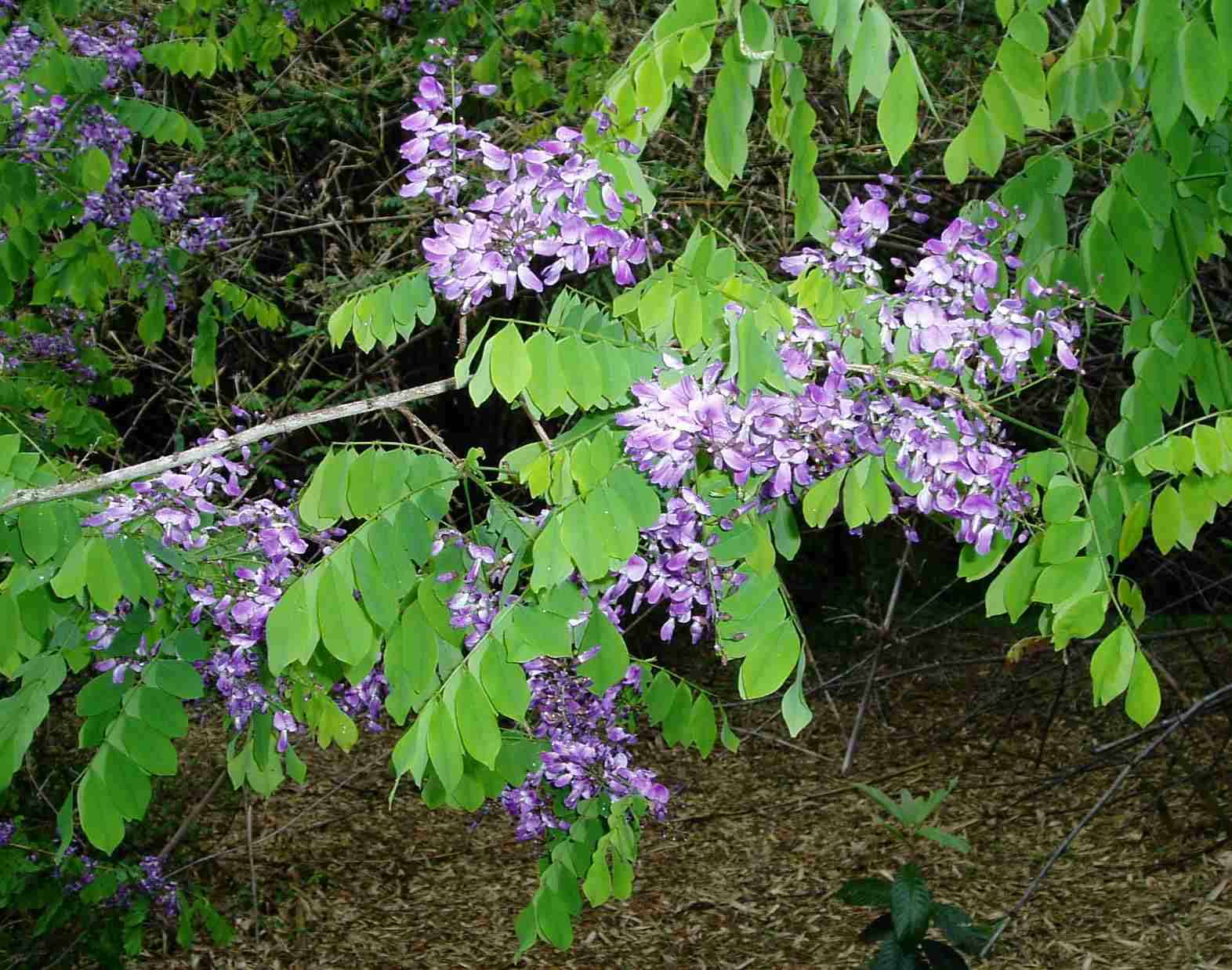 Image de Millettia usaramensis Taub.