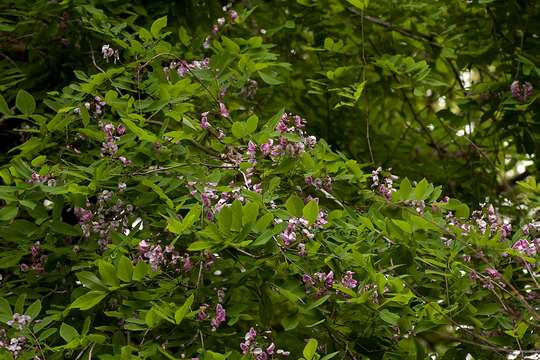 Image of Millettia usaramensis Taub.