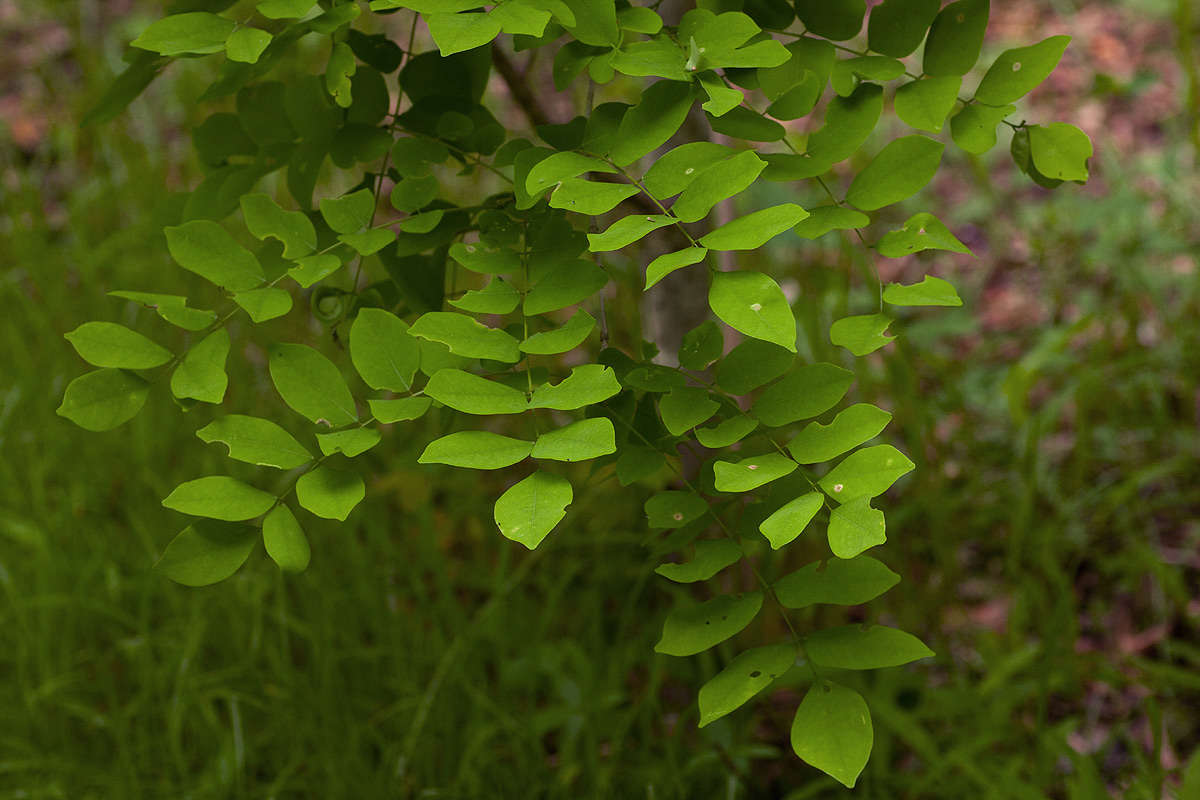 Image of Millettia usaramensis Taub.