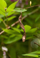 Image of Millettia usaramensis Taub.