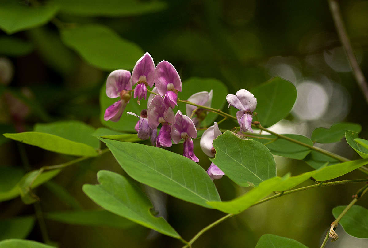 Image of Millettia usaramensis Taub.