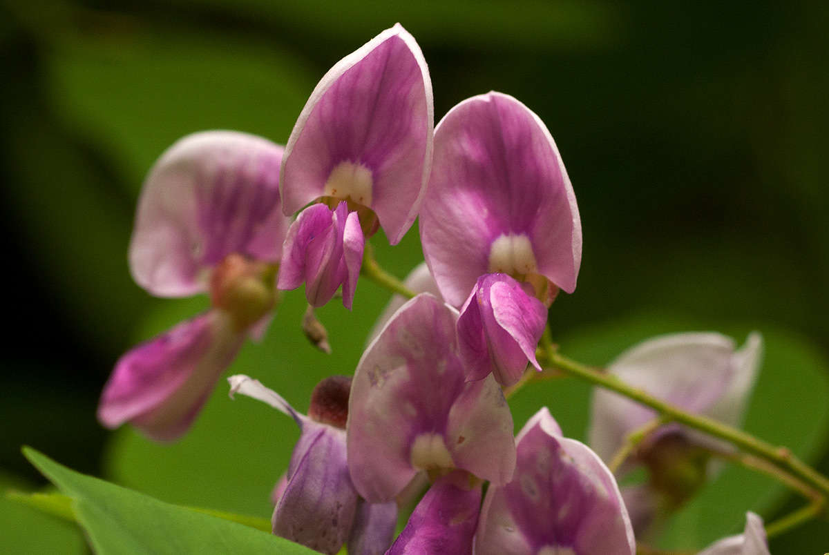 Image of Millettia usaramensis Taub.