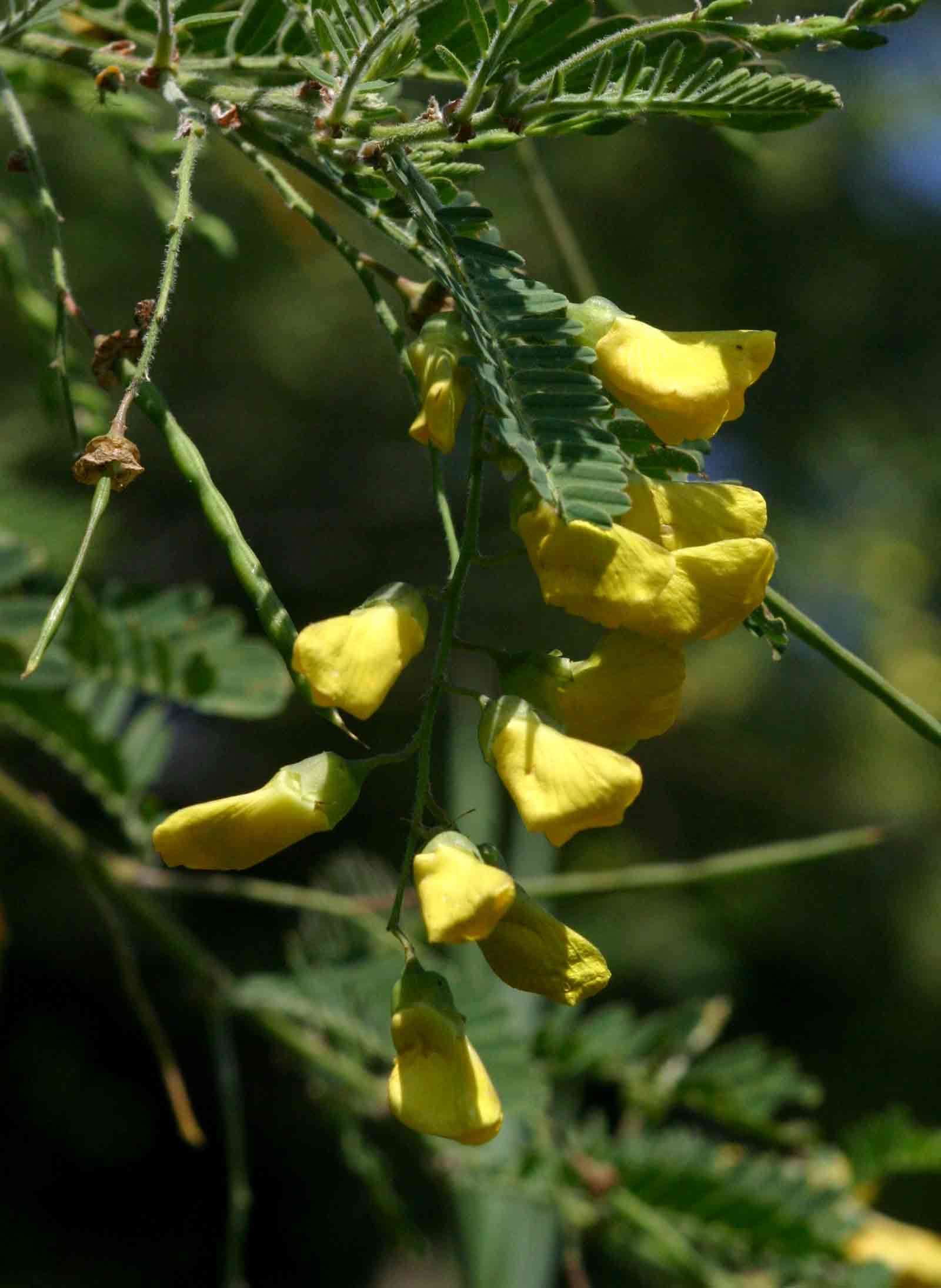 Image of Egyptian riverhemp