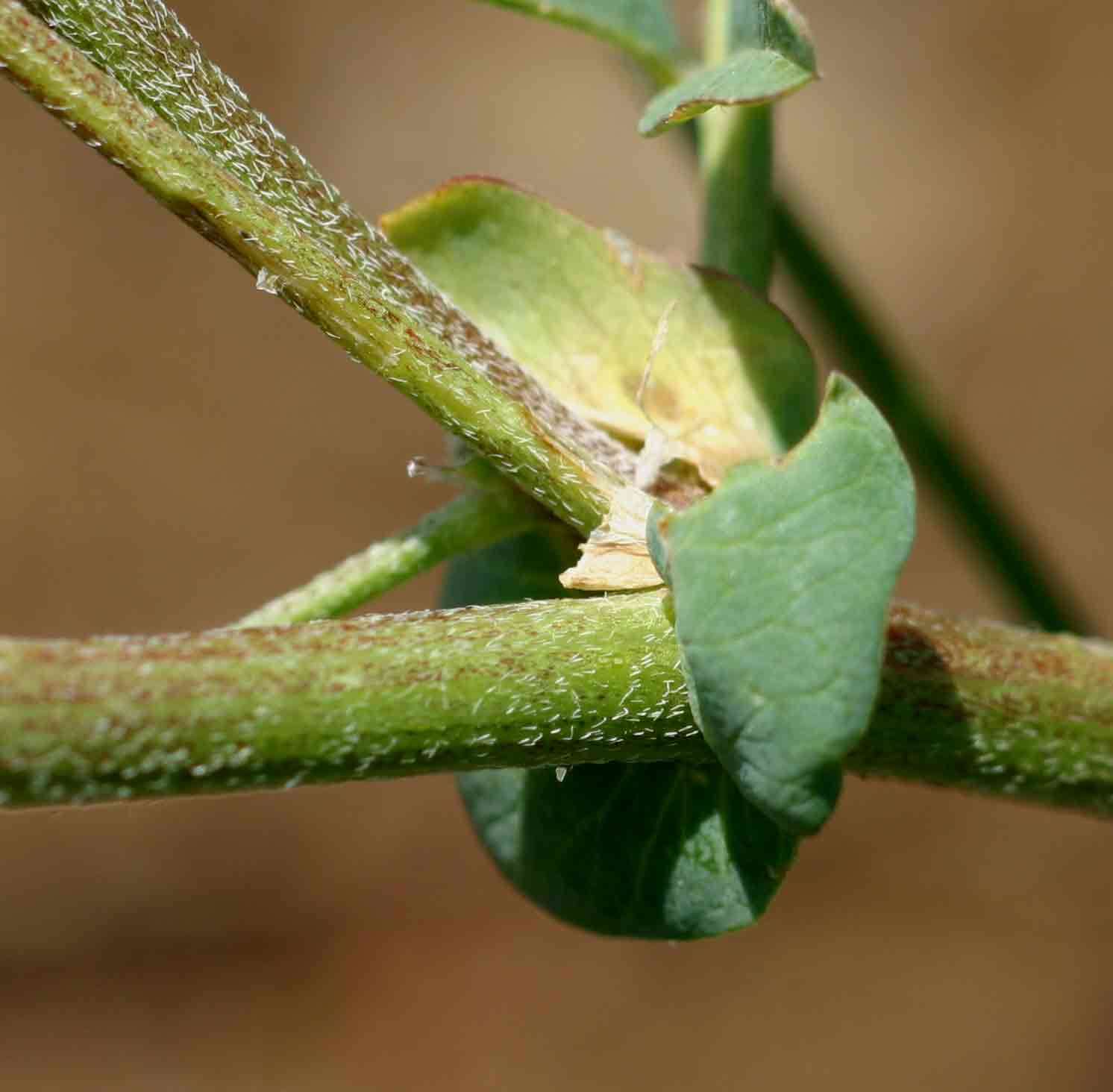 Image of <i>Astragalus atropilosulus</i> (Hochst.) Bunge ssp. abyssinicus (Hochst.) J. B. Gillett var. burkeanus