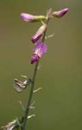 Image of <i>Astragalus atropilosulus</i> (Hochst.) Bunge ssp. abyssinicus (Hochst.) J. B. Gillett var. burkeanus