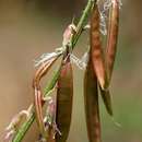 Image of <i>Astragalus atropilosulus</i> (Hochst.) Bunge ssp. abyssinicus (Hochst.) J. B. Gillett var. burkeanus