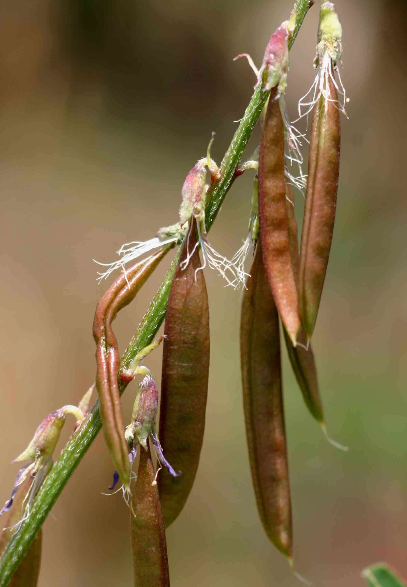 Image of <i>Astragalus atropilosulus</i> (Hochst.) Bunge ssp. abyssinicus (Hochst.) J. B. Gillett var. burkeanus