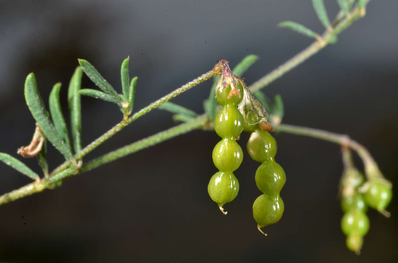 Image of Antopetitia