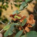 Image of Caterpillar bush