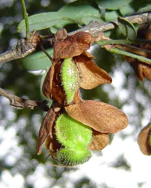 Image of Zambezi caterpillar-pod