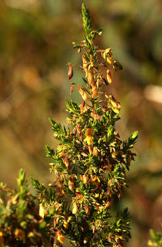 Image of Aeschynomene aphylla Wild