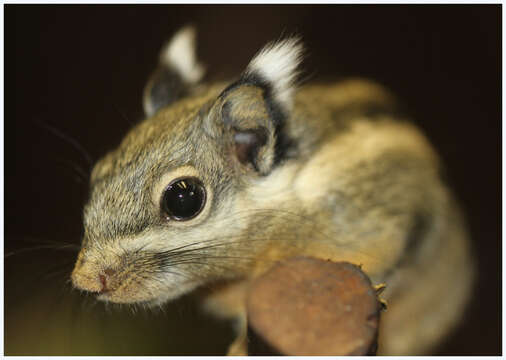 Tamiops mcclellandii (Horsfield 1840) resmi