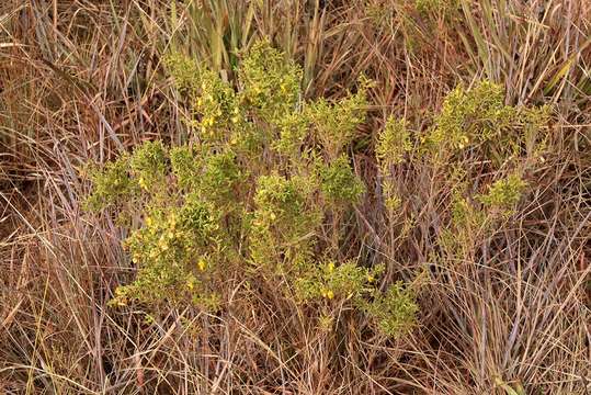 Image of Aeschynomene aphylla Wild