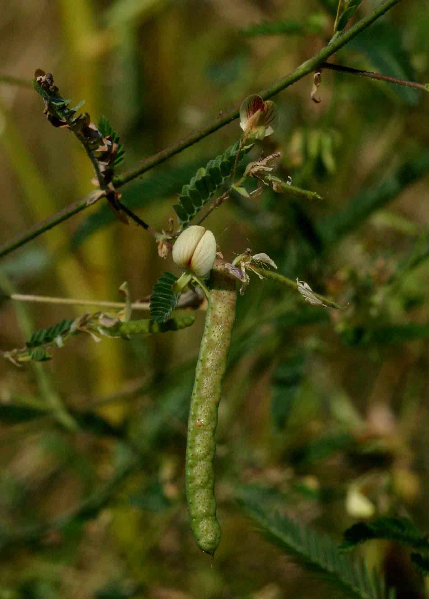 Image of jointvetch