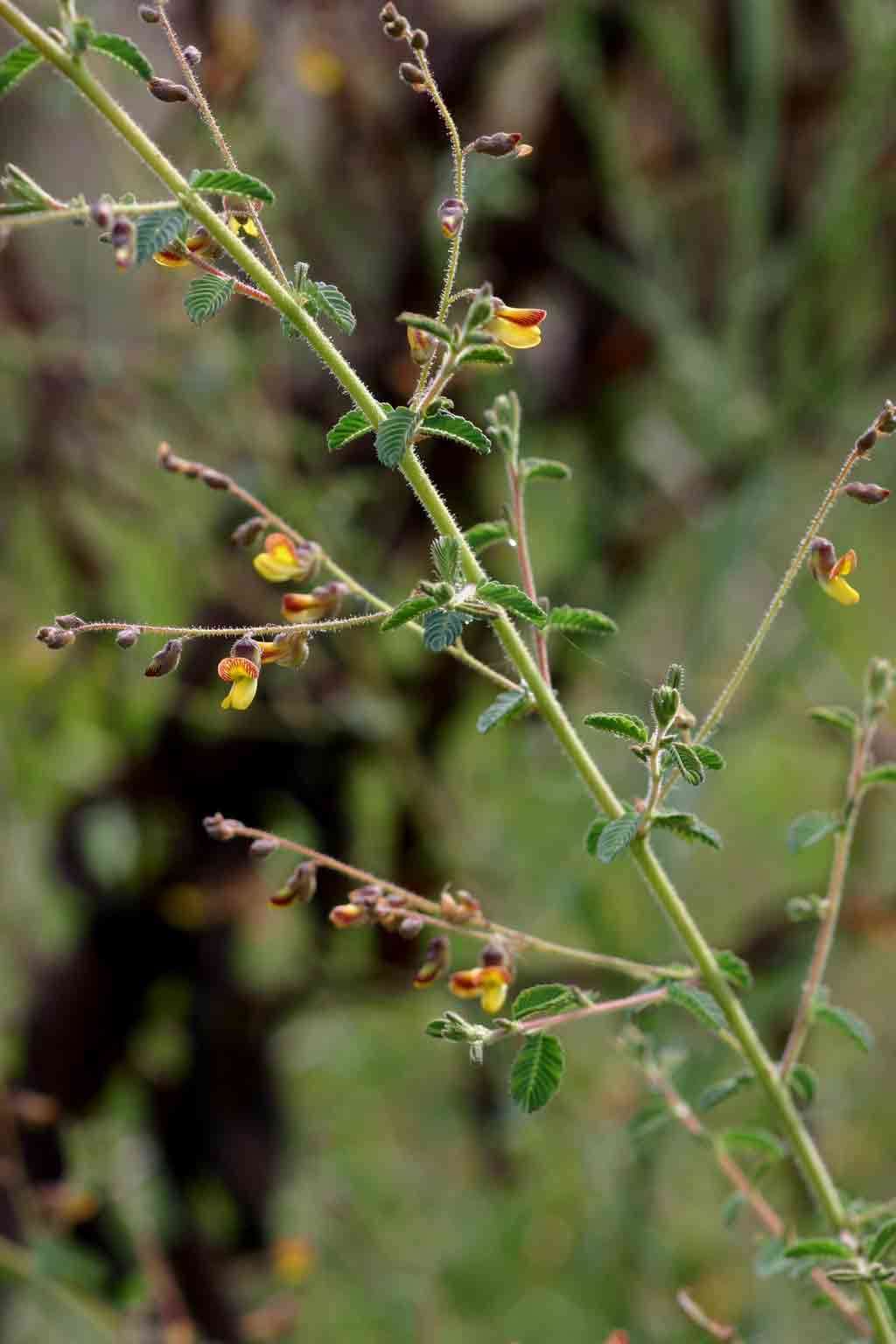 Image of Aeschynomene mimosifolia Vatke