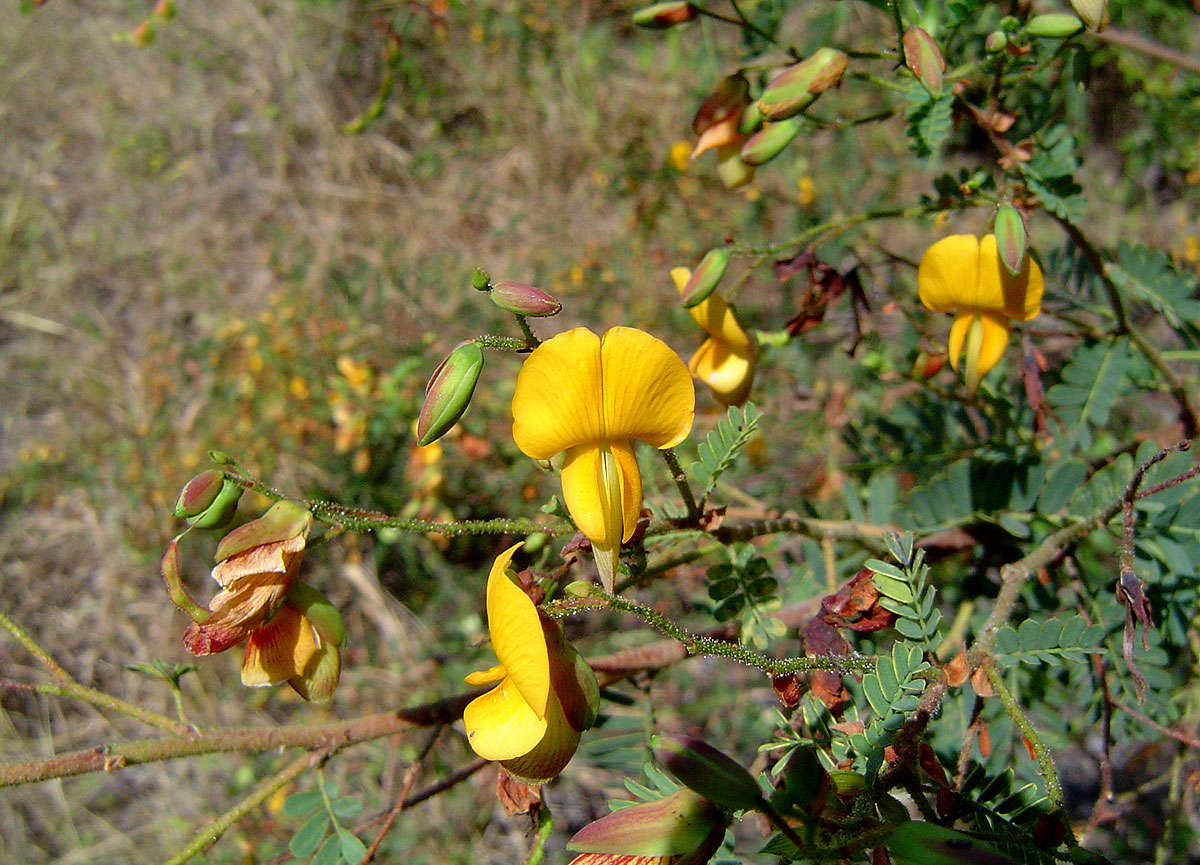 Image of <i>Aeschynomene <i>nodulosa</i></i> (Baker) Baker fil. var. nodulosa