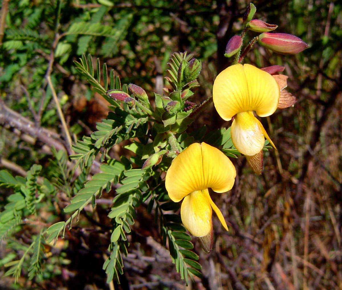 Image of <i>Aeschynomene <i>nodulosa</i></i> (Baker) Baker fil. var. nodulosa