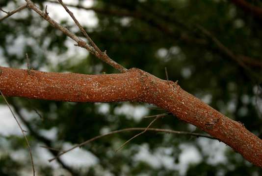 Image of <i>Aeschynomene schliebenii</i> Harms var. <i>mossambicensis</i> (Baker fil.) Verdc.