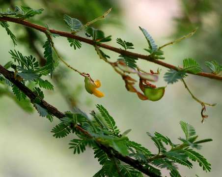 Image of <i>Aeschynomene schliebenii</i> Harms var. <i>mossambicensis</i> (Baker fil.) Verdc.